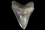Serrated, Megalodon Tooth (Some Root Restoration) #71585-2